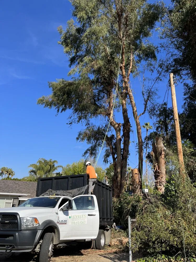 Expert landscaping services for beautiful yards across West Hollywood, CA - Reveles Landscaping & Tree Service