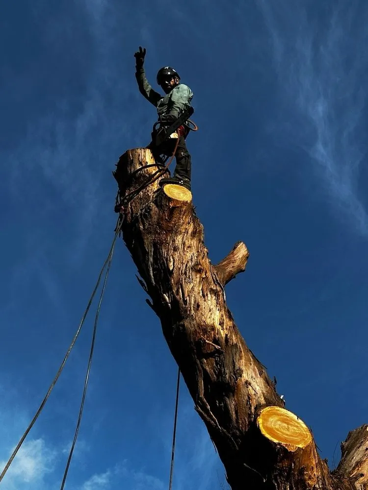 Custom landscape installation for outdoor upgrades across West Hollywood, CA - Reveles Landscaping & Tree Service