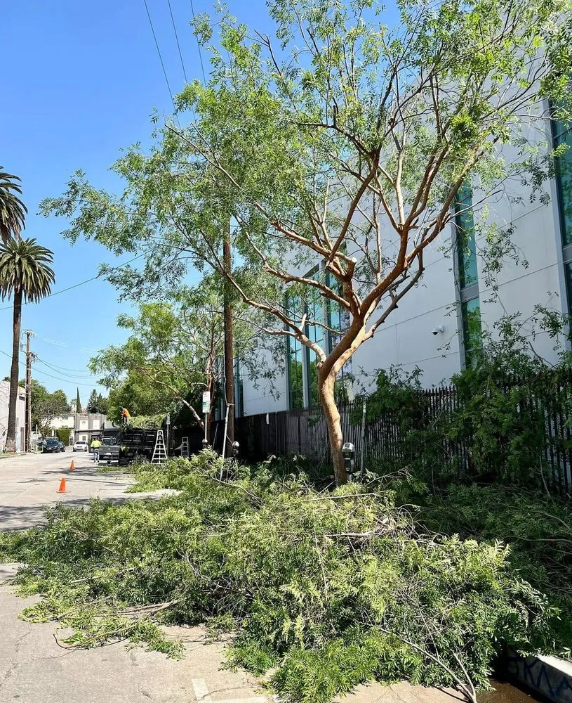 Reliable outdoor landscaping in West Hollywood, CA - Reveles Landscaping & Tree Service