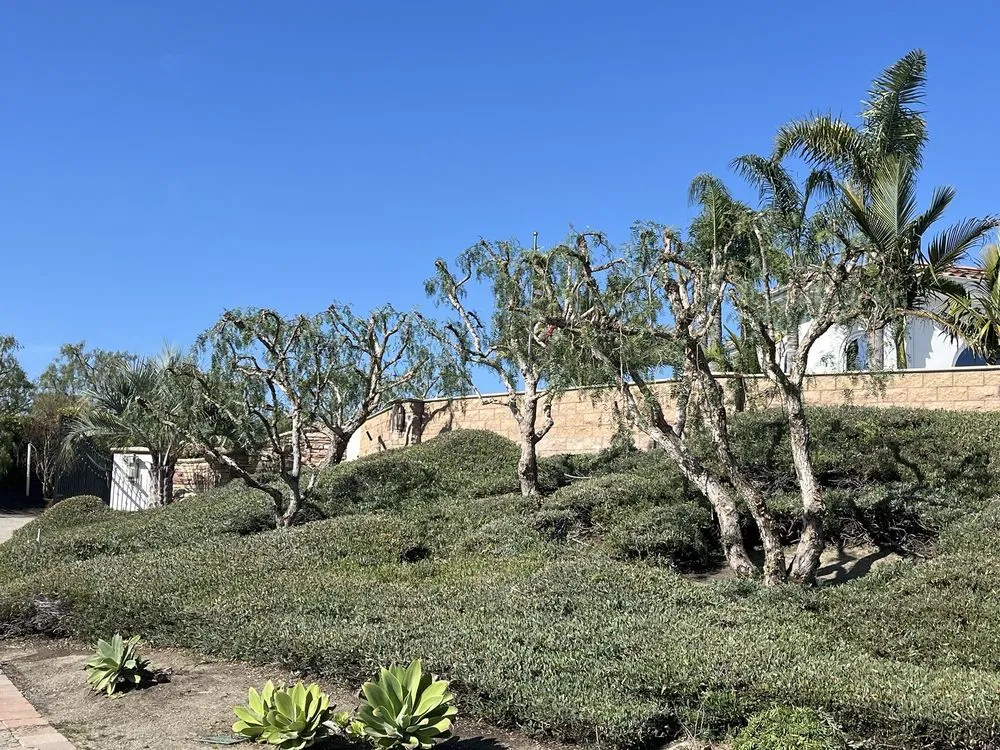 Affordable garden landscaping for homes across West Hollywood, CA - Reveles Landscaping & Tree Service