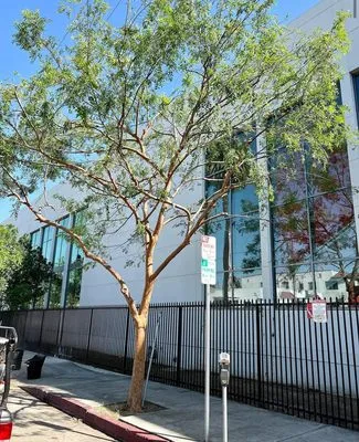 Reveles Landscaping & Tree Service