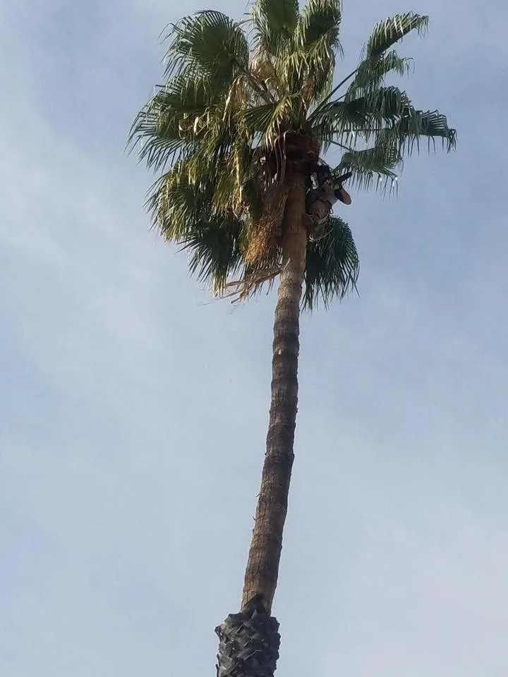 Reliable lawn care service near you in Sun City, CA by Reveriano & Daniel's Tree and Landscaping Service