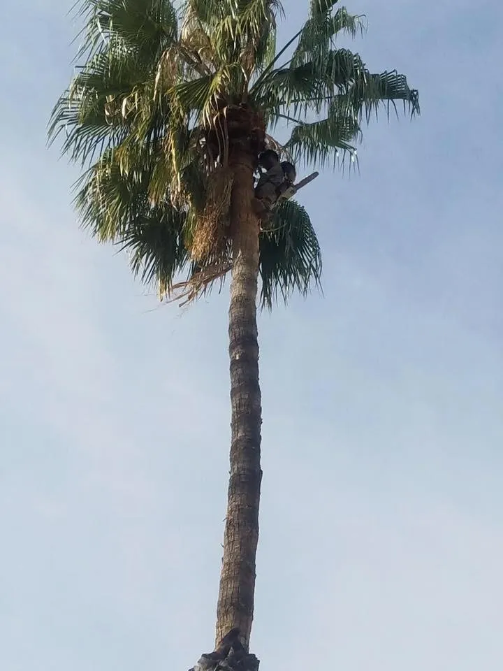 Local outdoor landscaping in Sun City, CA by Reveriano & Daniel's Tree and Landscaping Service