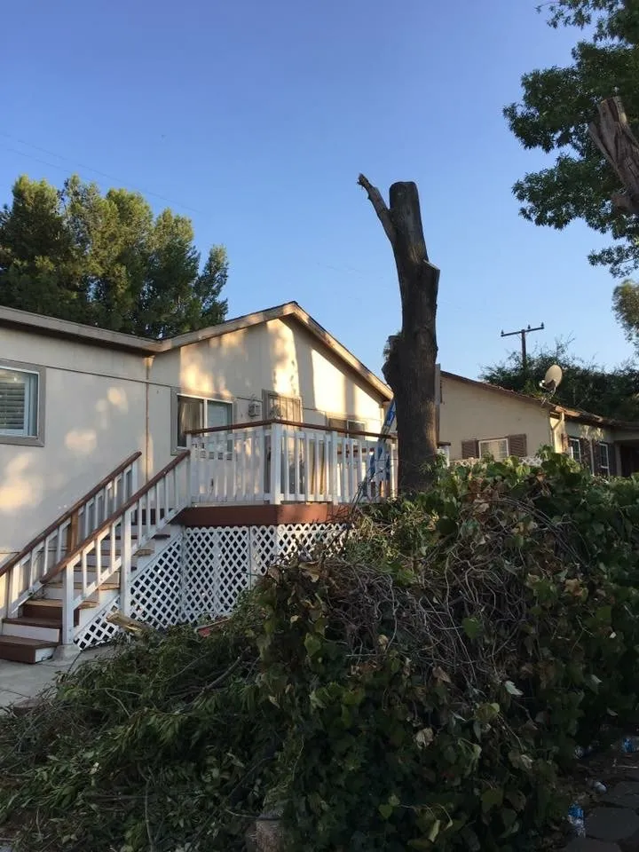 Expert residential landscaping for beautiful yards across Sun City, CA - Reveriano & Daniel's Tree and Landscaping Service