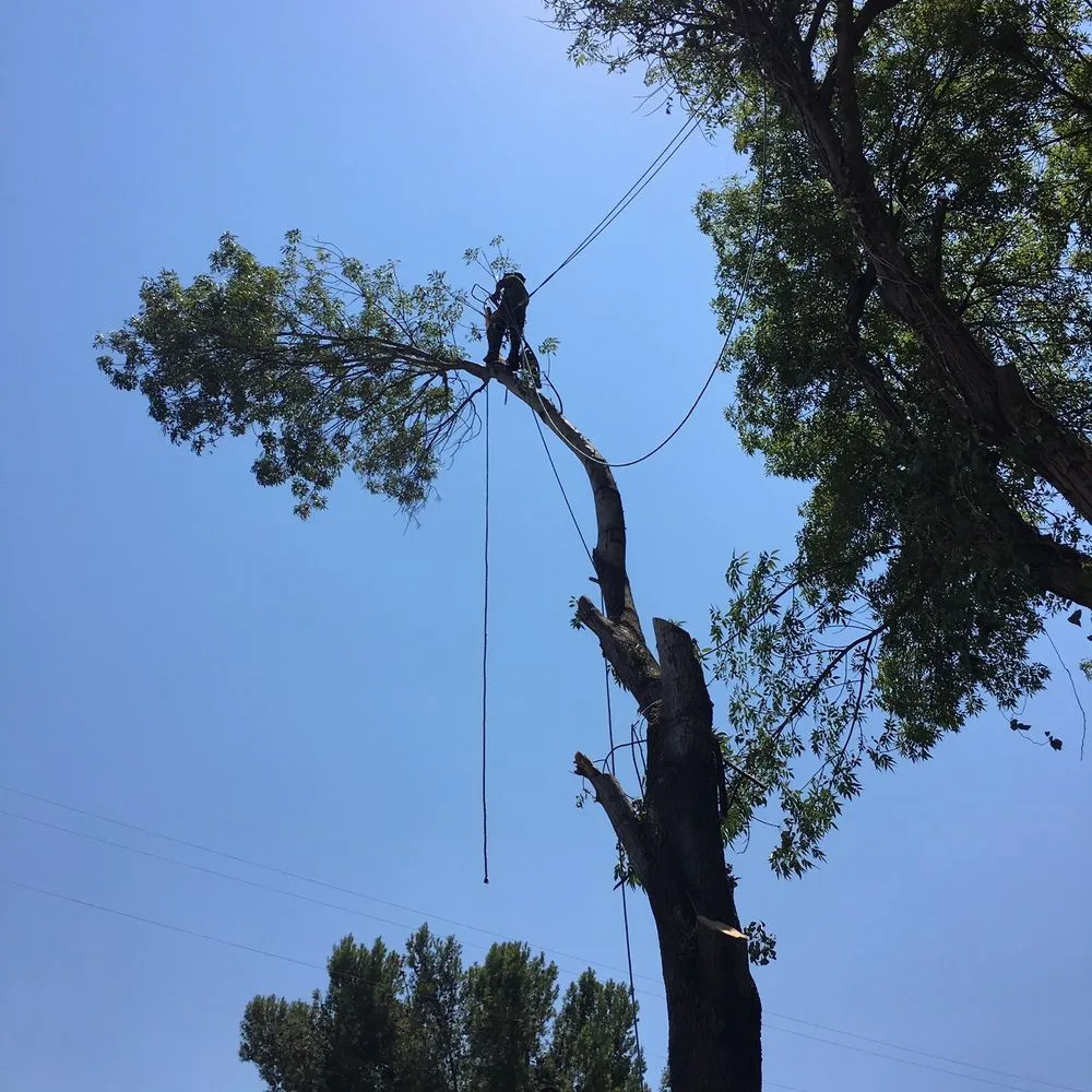 Expert residential landscaping in Sun City, CA - Reveriano & Daniel's Tree and Landscaping Service