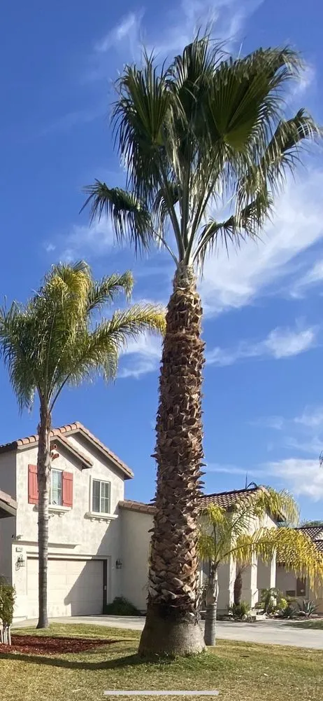 Trusted landscape installation in Sun City, CA by Reveriano & Daniel's Tree and Landscaping Service