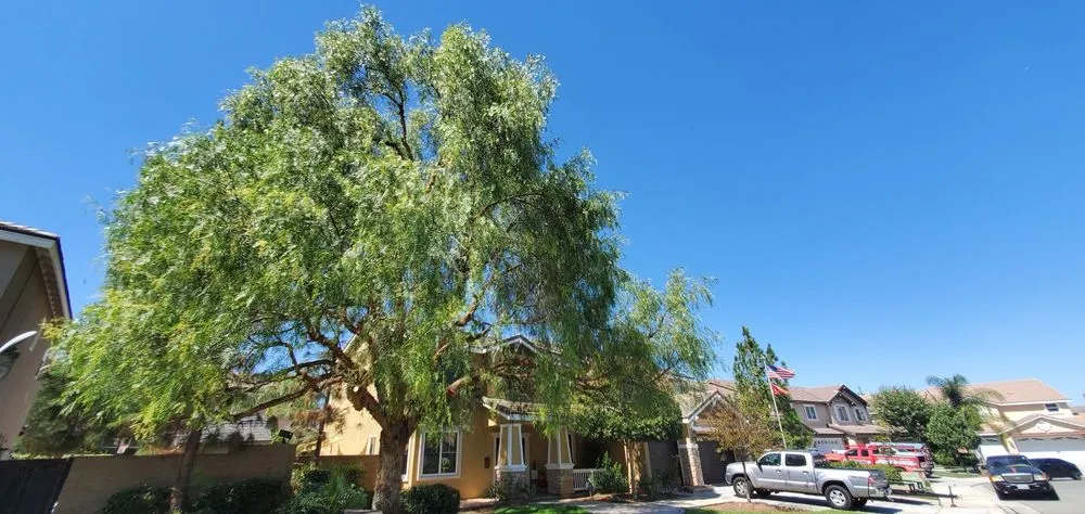 Custom lawn care service in Sun City, CA - Reveriano & Daniel's Tree and Landscaping Service