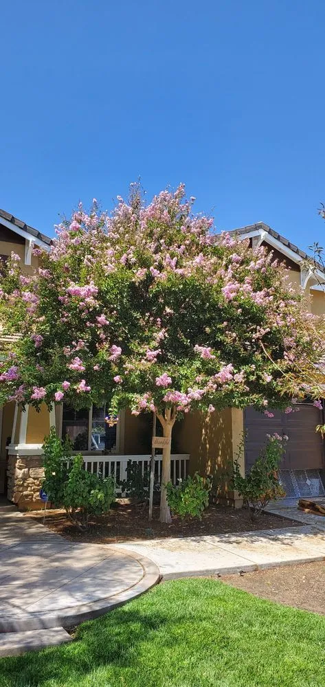 Custom lawn mowing service in Sun City, CA by Reveriano & Daniel's Tree and Landscaping Service