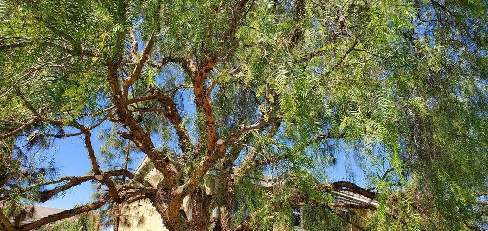 Professional yard cleanup service in Sun City, CA by Reveriano & Daniel's Tree and Landscaping Service