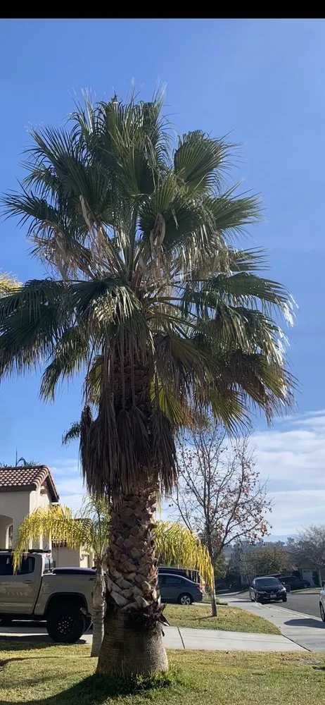 Local landscape installation experts serving Sun City, CA - Reveriano & Daniel's Tree and Landscaping Service