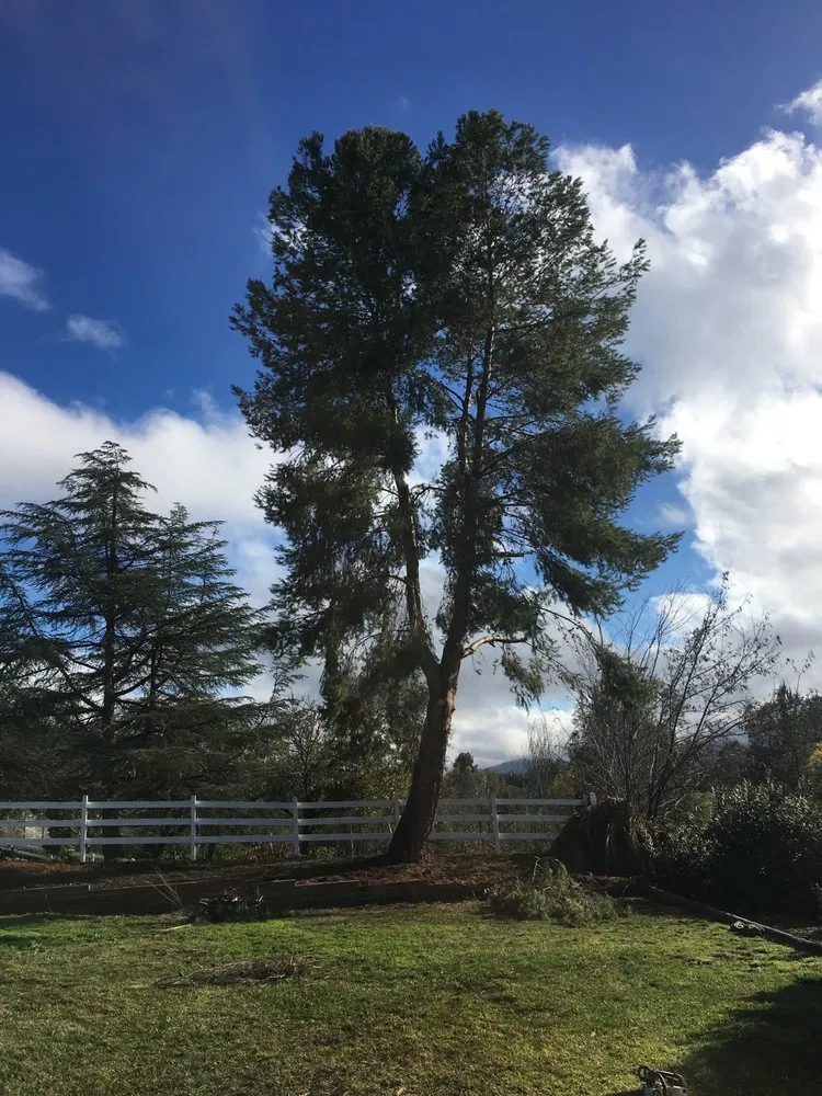 Reliable landscape design in Sun City, CA by Reveriano & Daniel's Tree and Landscaping Service