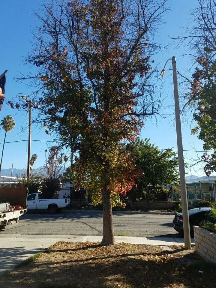 Professional yard cleanup service for beautiful yards in Sun City, CA by Reveriano & Daniel's Tree and Landscaping Service