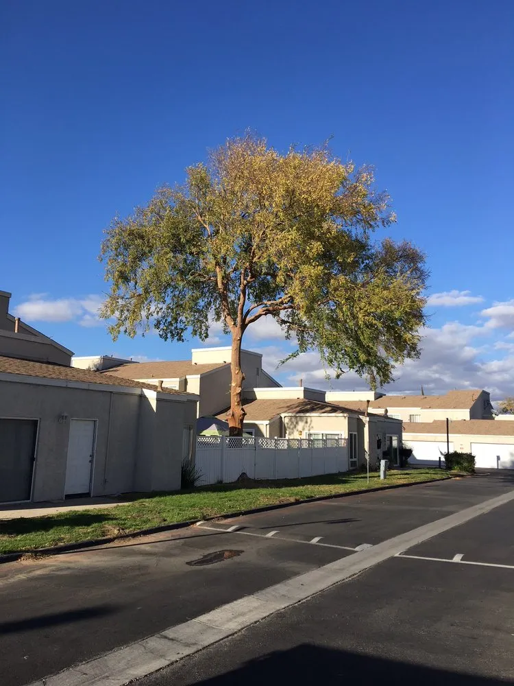 Affordable landscaping services for beautiful yards in Sun City, CA by Reveriano & Daniel's Tree and Landscaping Service