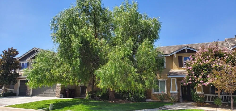 Professional yard maintenance in Sun City, CA by Reveriano & Daniel's Tree and Landscaping Service