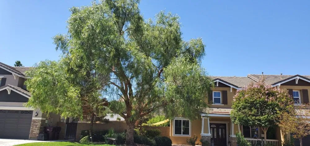 Affordable lawn care service experts serving Sun City, CA - Reveriano & Daniel's Tree and Landscaping Service