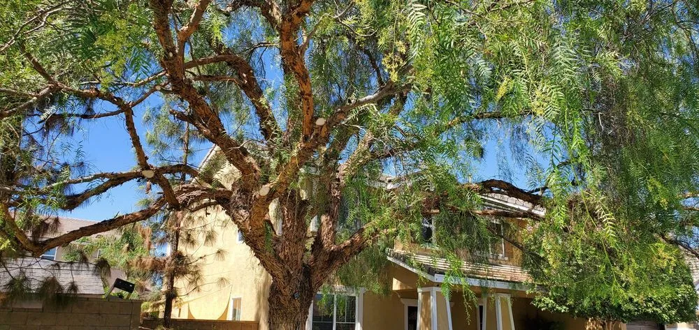 Reliable landscaping services for beautiful yards in Sun City, CA by Reveriano & Daniel's Tree and Landscaping Service