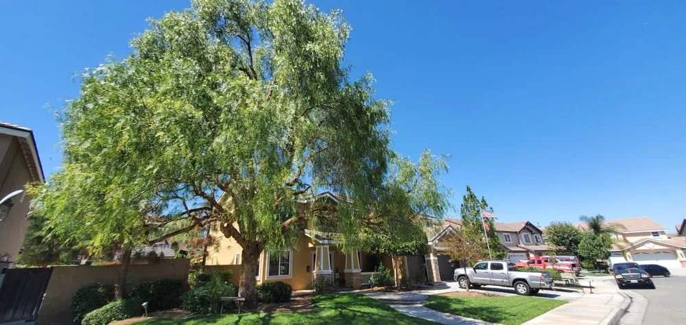 Professional residential landscaping in Sun City, CA by Reveriano & Daniel's Tree and Landscaping Service