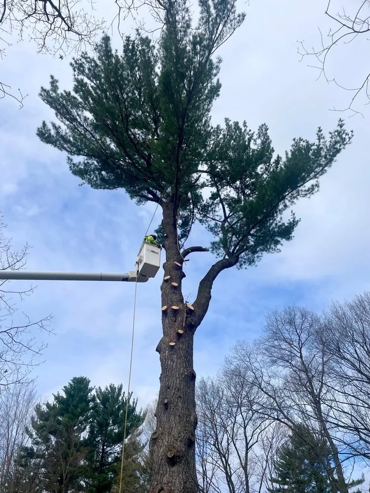 Custom lawn care service for year-round maintenance in Wausau, WI by Revi Design