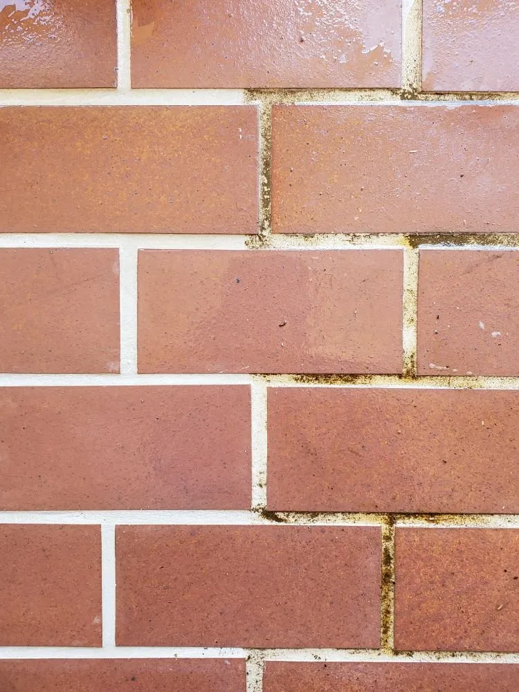 Professional landscaping services in Cornelius, NC - Revitalawn