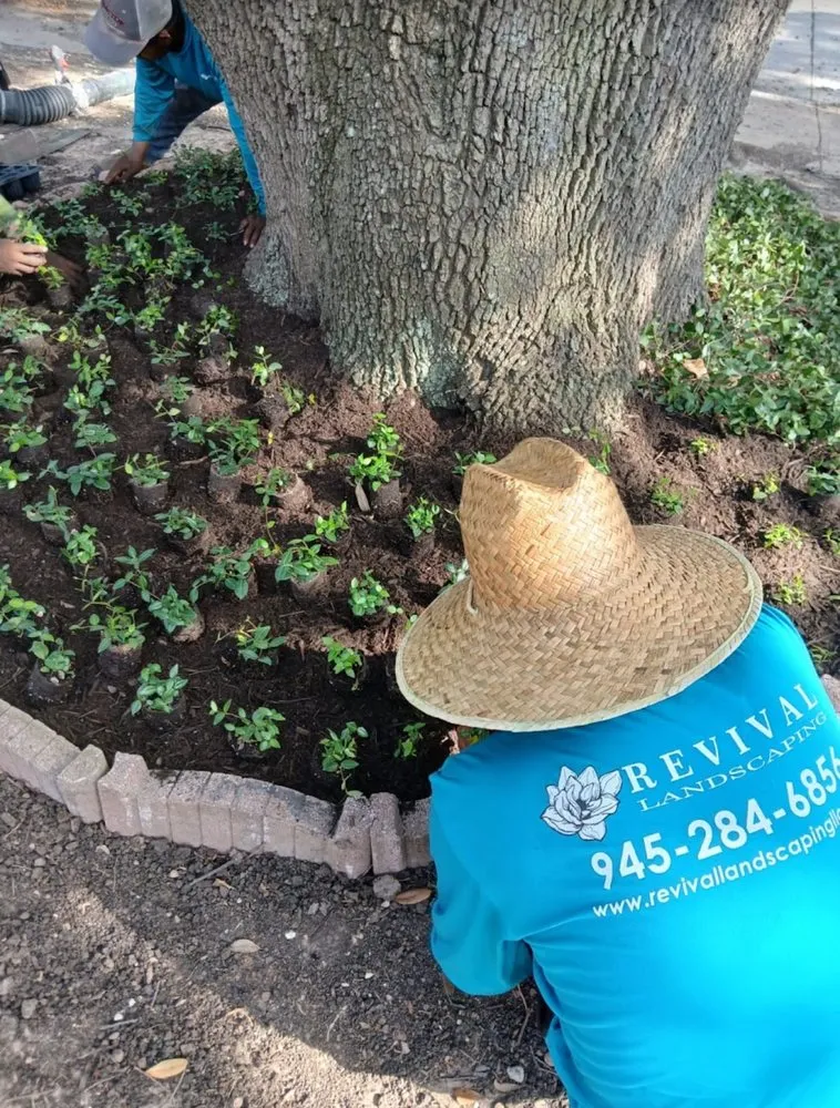 Top-rated yard cleanup service for year-round maintenance in Garland, TX by Revival Landscaping