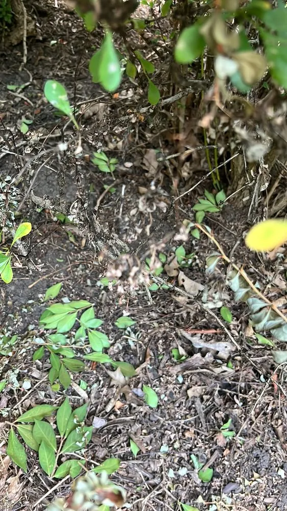 Reliable yard cleanup service for homes across Pittsburgh, PA - Revival Landscaping