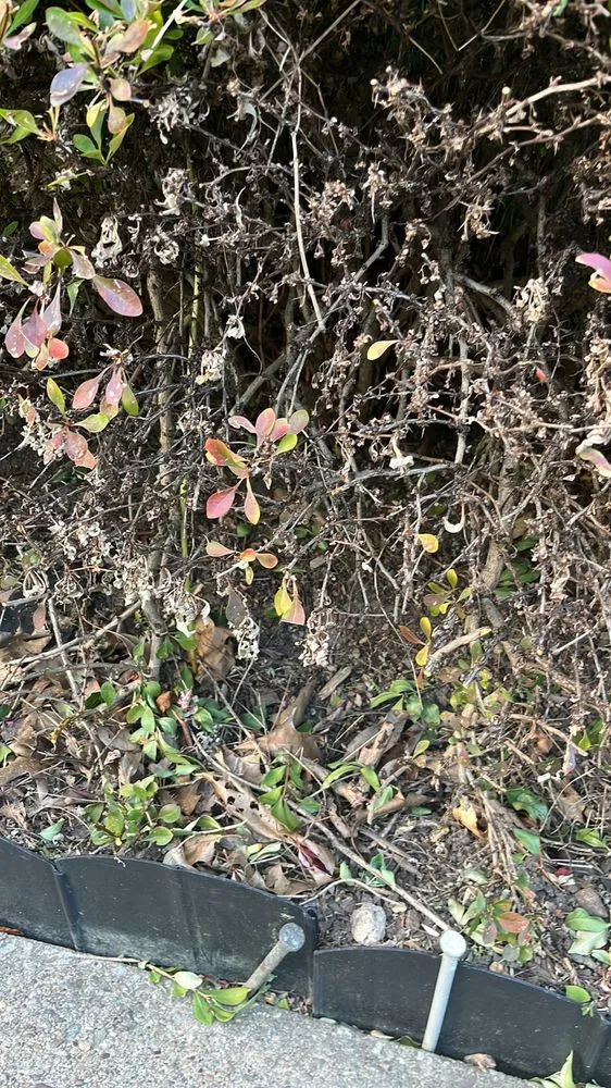 Expert yard maintenance experts serving Pittsburgh, PA - Revival Landscaping