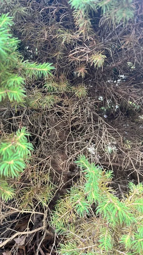 Local landscape installation for homes across Pittsburgh, PA - Revival Landscaping