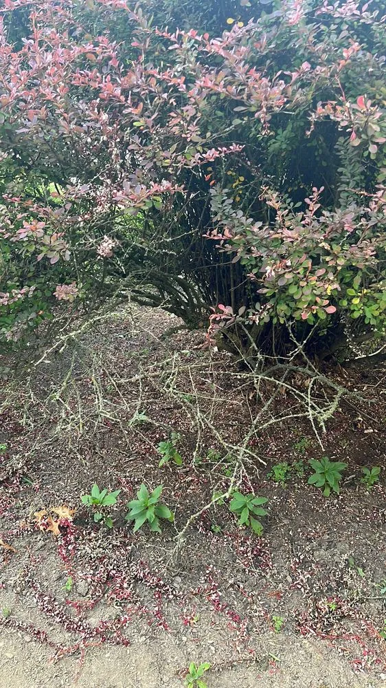 Trusted outdoor landscaping for year-round maintenance across Pittsburgh, PA - Revival Landscaping