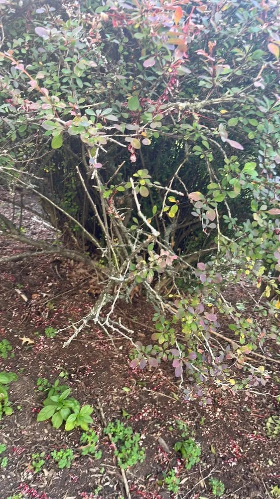 Expert garden landscaping in Pittsburgh, PA - Revival Landscaping