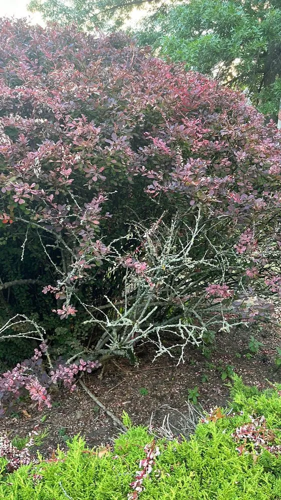 Trusted outdoor landscaping for year-round maintenance across Pittsburgh, PA - Revival Landscaping