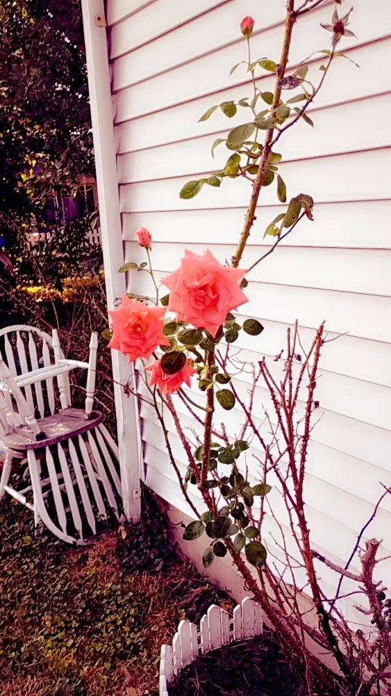 Reliable lawn care service near you in Collinsville, IL by Revive and Thrive Solutions