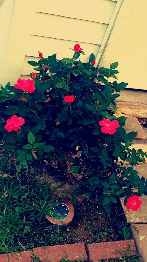 Reliable lawn care service for residential properties in Collinsville, IL by Revive and Thrive Solutions