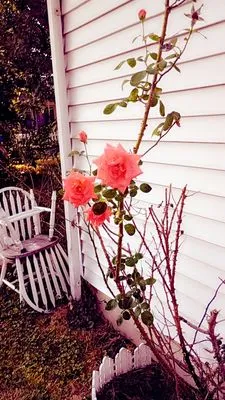 Revive and Thrive Solutions Logo