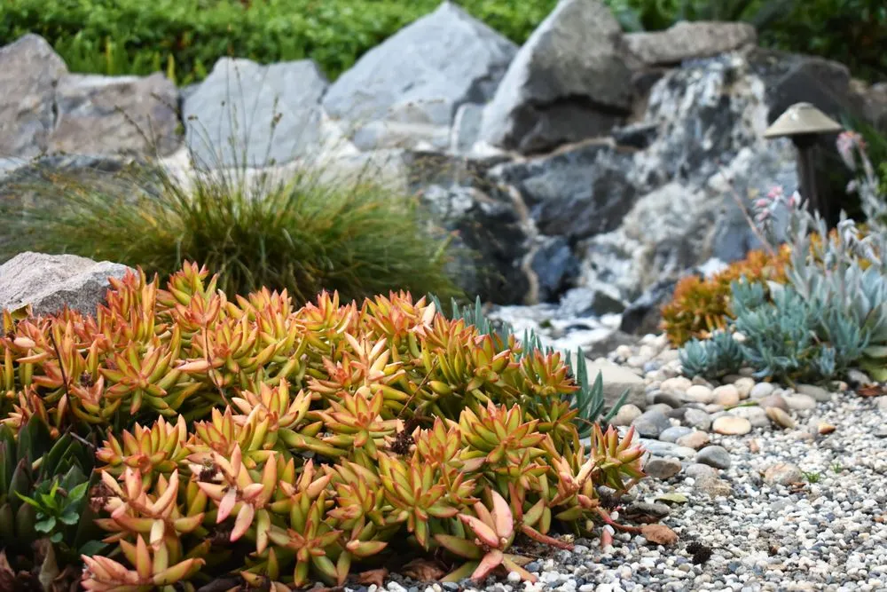 Top-rated outdoor landscaping experts serving Encinitas, CA - Revolution Landscape
