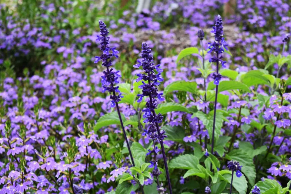 Trusted landscaping services for homes across Encinitas, CA - Revolution Landscape