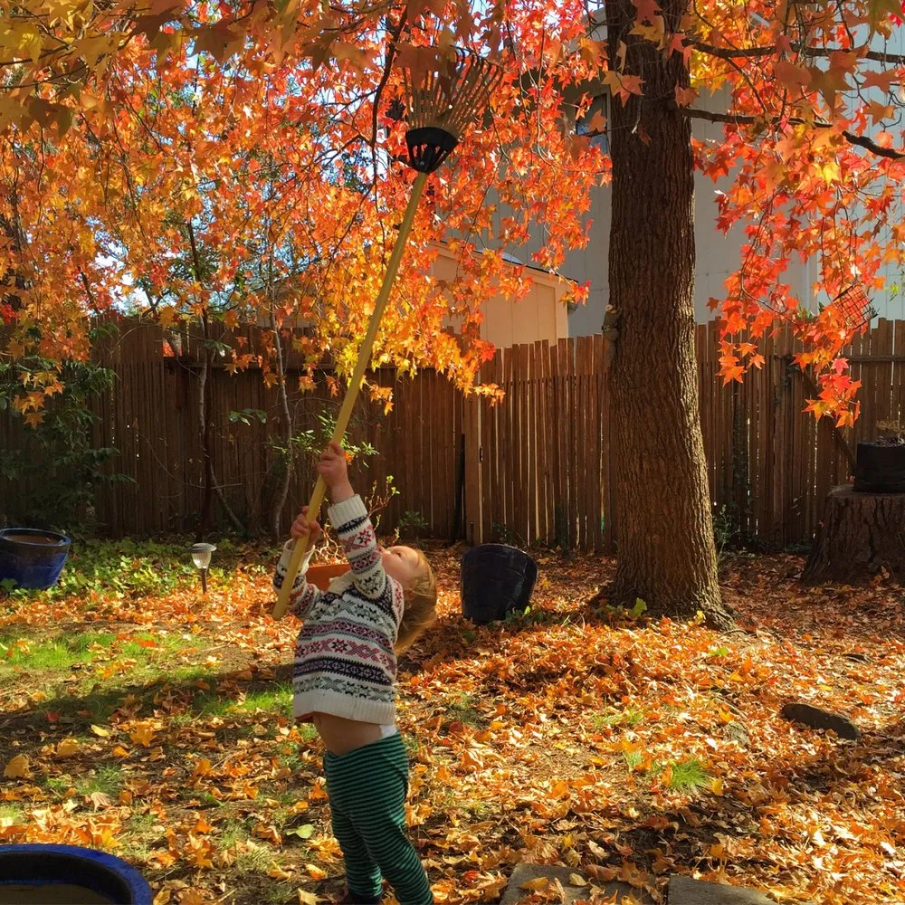 Professional yard maintenance experts serving Santa Cruz, CA - Rewild Designs