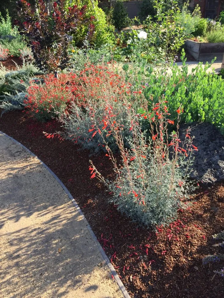 Custom garden landscaping for residential properties across Santa Cruz, CA - Rewild Designs