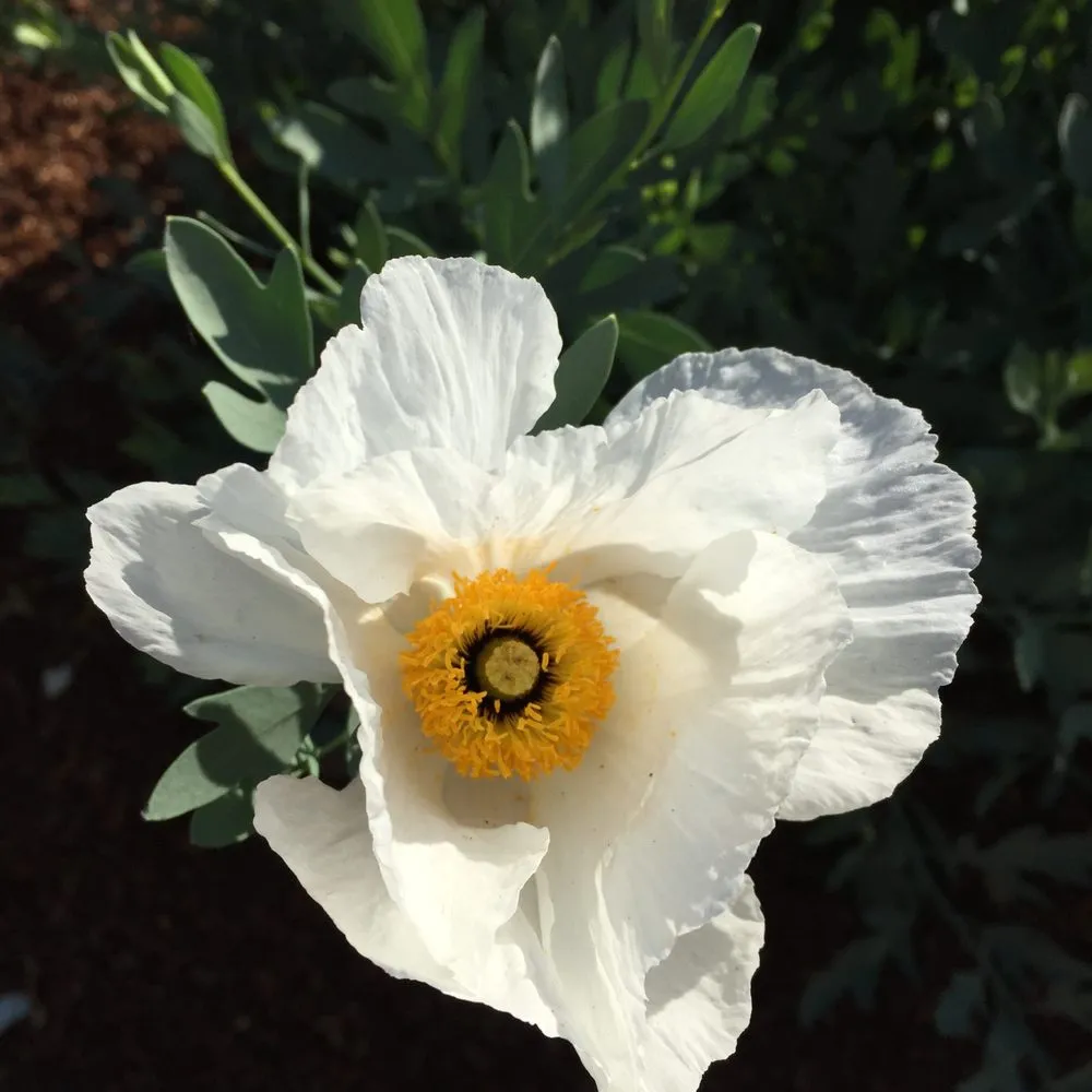 Reliable lawn mowing service with custom design in Santa Cruz, CA by Rewild Designs