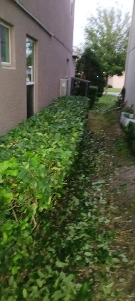 Professional outdoor landscaping with custom design in Winter Springs, FL by Rexx Management