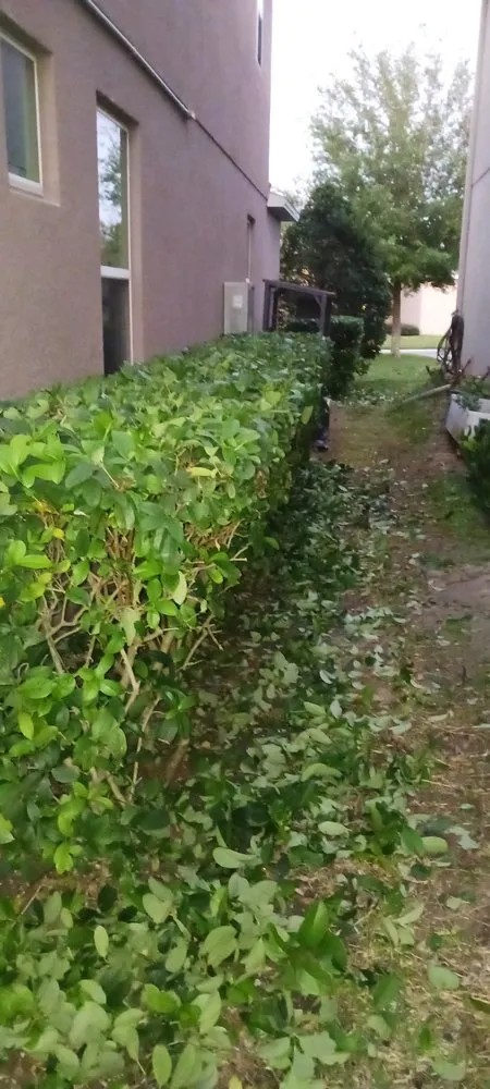 Affordable landscape installation in Winter Springs, FL by Rexx Management