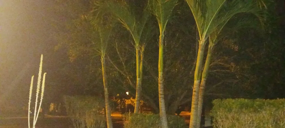 Trusted landscape installation experts serving Winter Springs, FL - Rexx Management