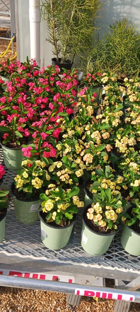 Trusted yard maintenance in Winter Springs, FL - Rexx Management