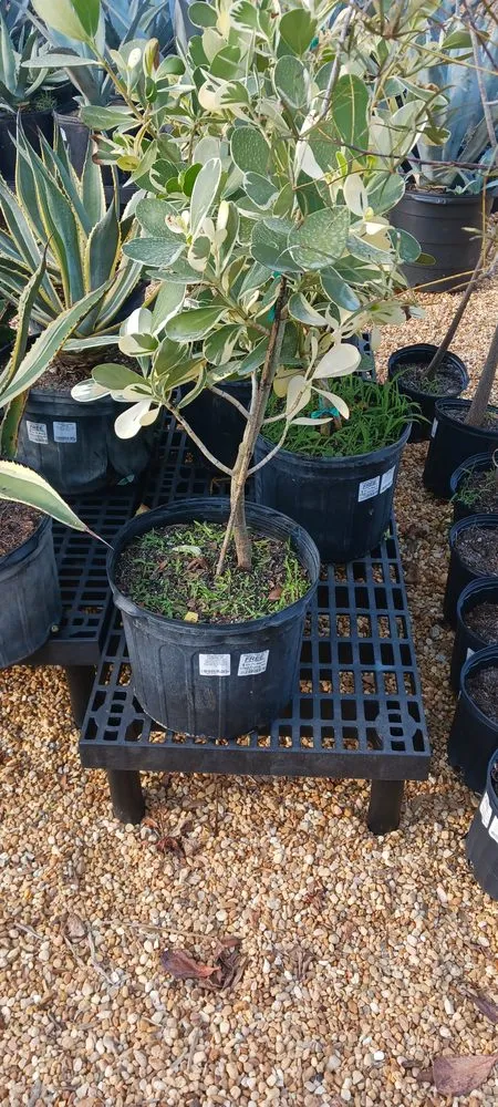 Professional landscaping services near you in Winter Springs, FL by Rexx Management