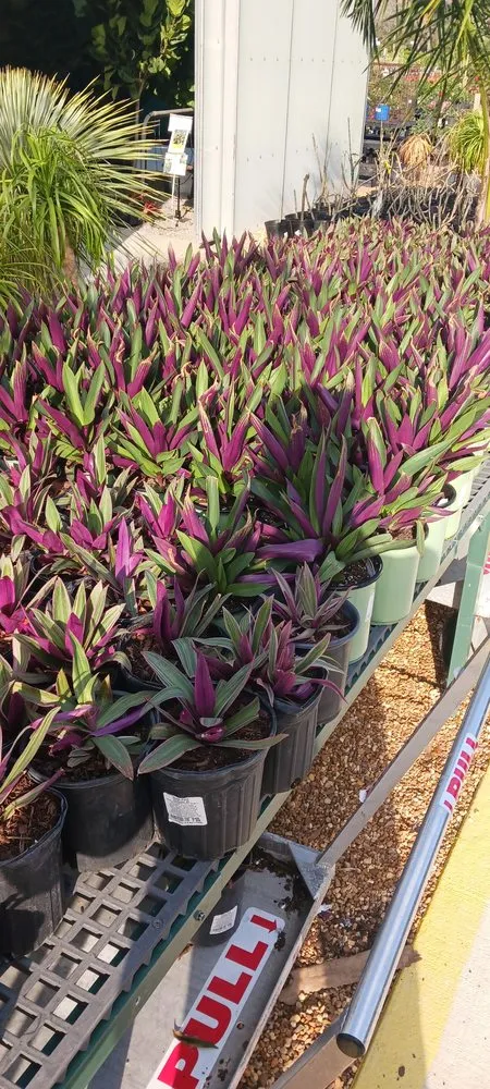 Local outdoor landscaping near you across Winter Springs, FL - Rexx Management