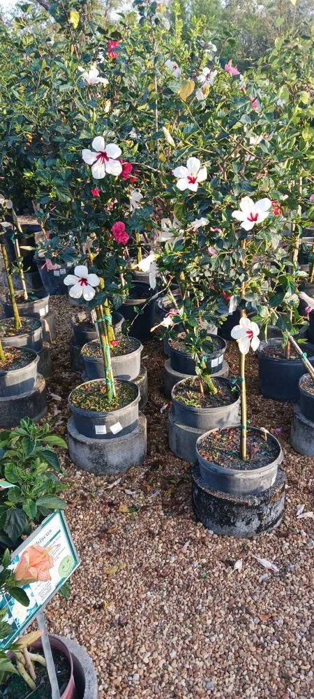 Top-rated outdoor landscaping in Winter Springs, FL by Rexx Management