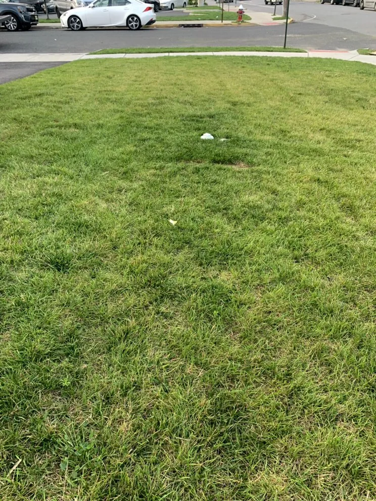 Local landscape design in Lakewood, NJ by Rey Perez Landscaping