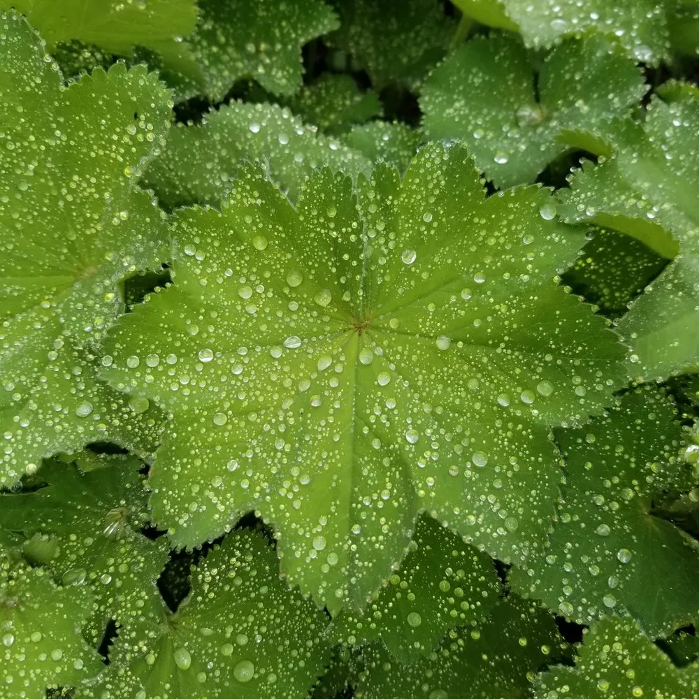 Reliable lawn mowing service in Waukegan, IL by Reyes Brothers Landscaping