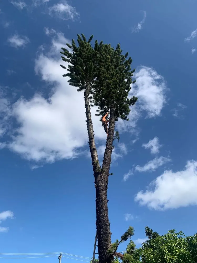 Affordable lawn care service in Baytown, TX - Reyes landscape