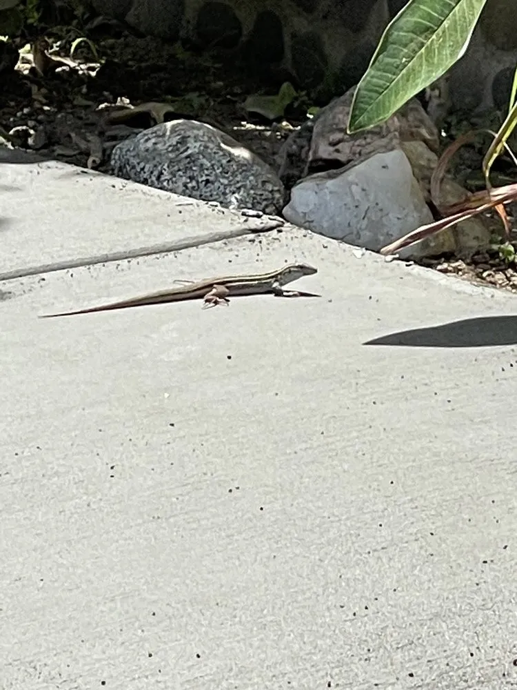 Professional outdoor landscaping experts serving Vista, CA - Reyes Landscape Maintenance