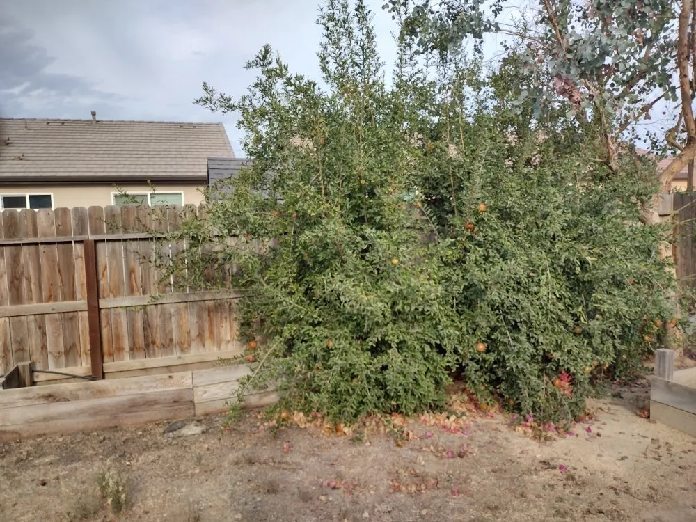 Trusted residential landscaping for homes across Hanford, CA - Reyes landscaping